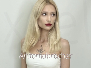 Antoniabracher